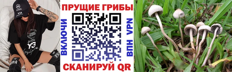 darknet Telegram  Зубцов  Галлюциногенные грибы Psilocybe  купить наркоту  ОМГ ОМГ как войти 